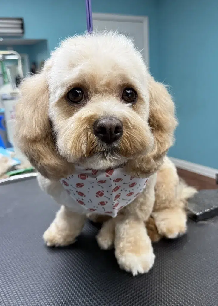 Goldendoodle dog groom Chagrin Falls