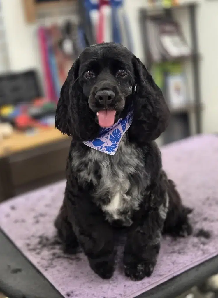 Spaniel smiling in bandana after dog groom