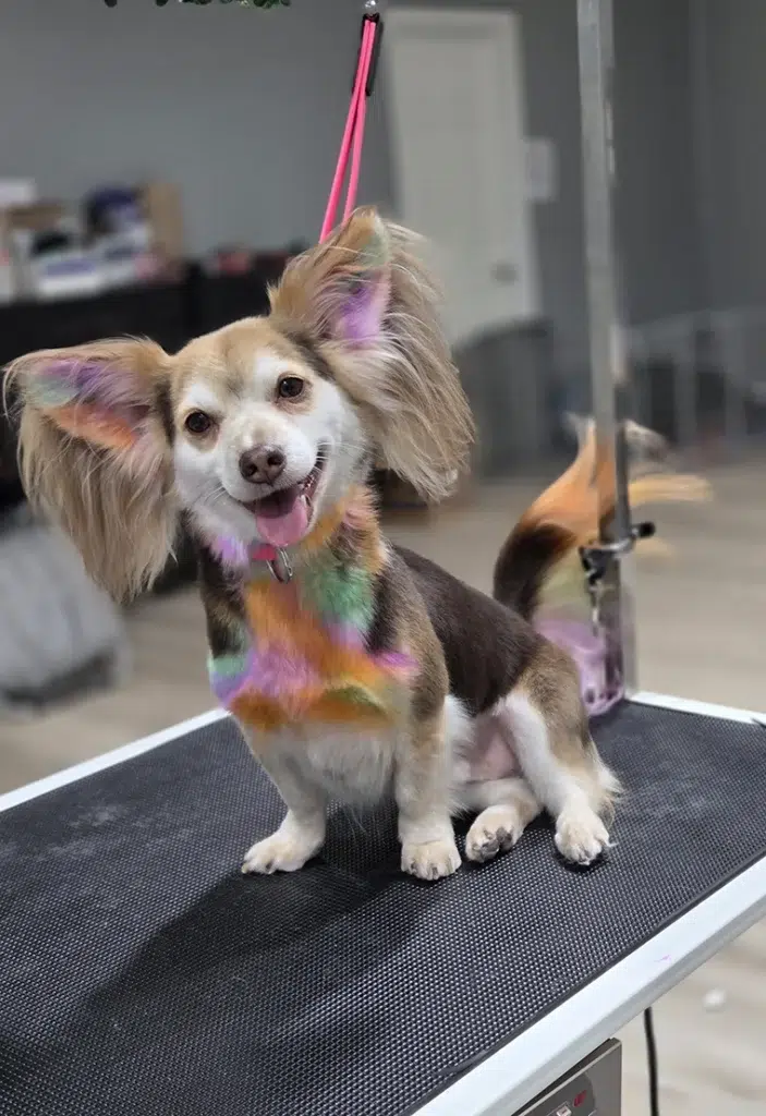 dog hair dye groom in Chesterton