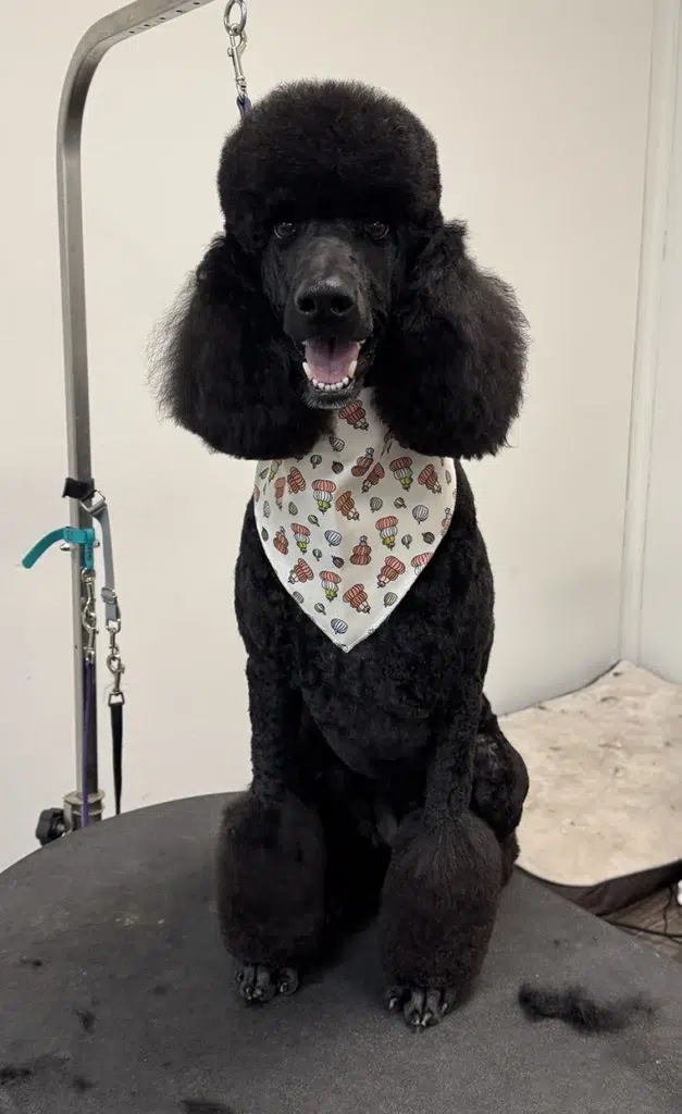 Poodle groom Carmel Indiana