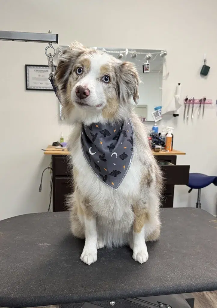 Australian Shepherd groom Carmel Indiana
