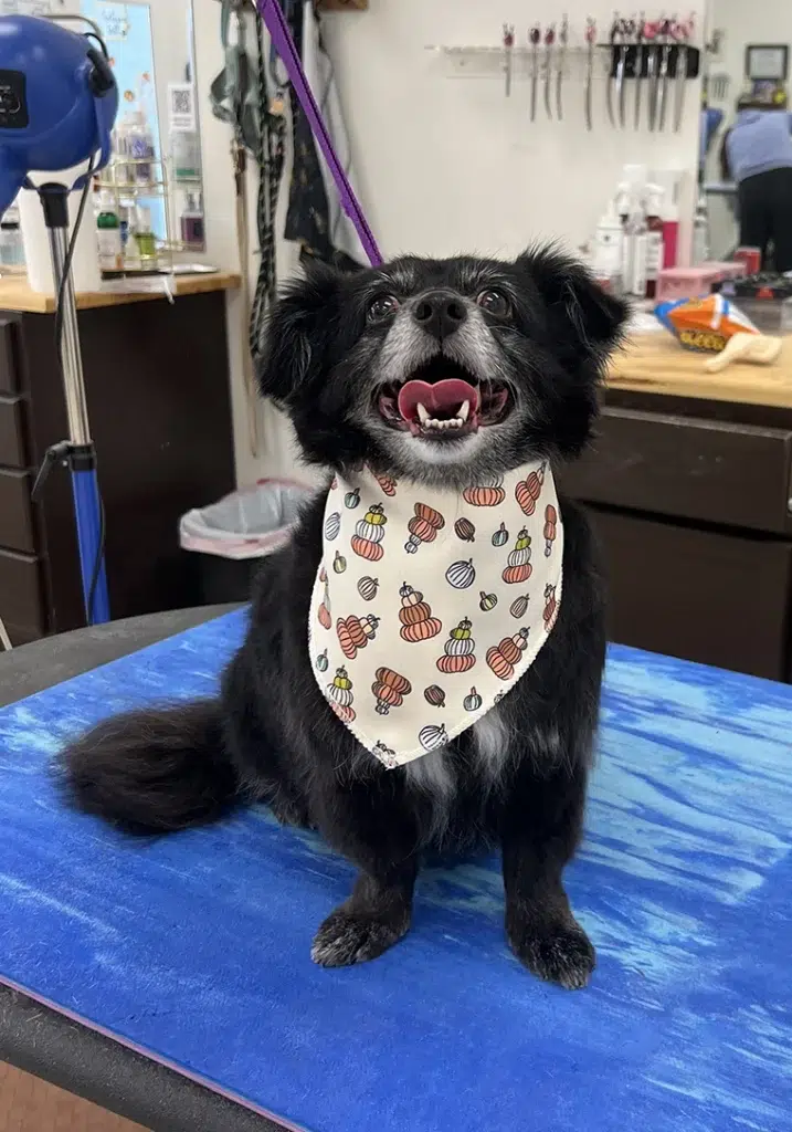 Smiling dog in bandana