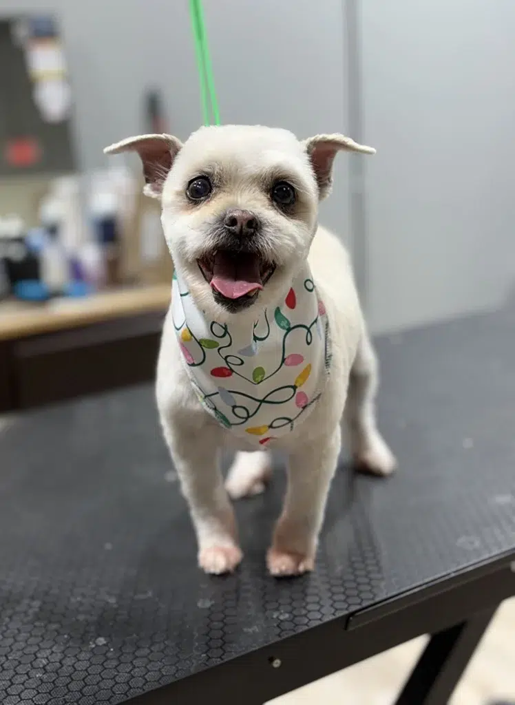 Terrier groom in Chesterton