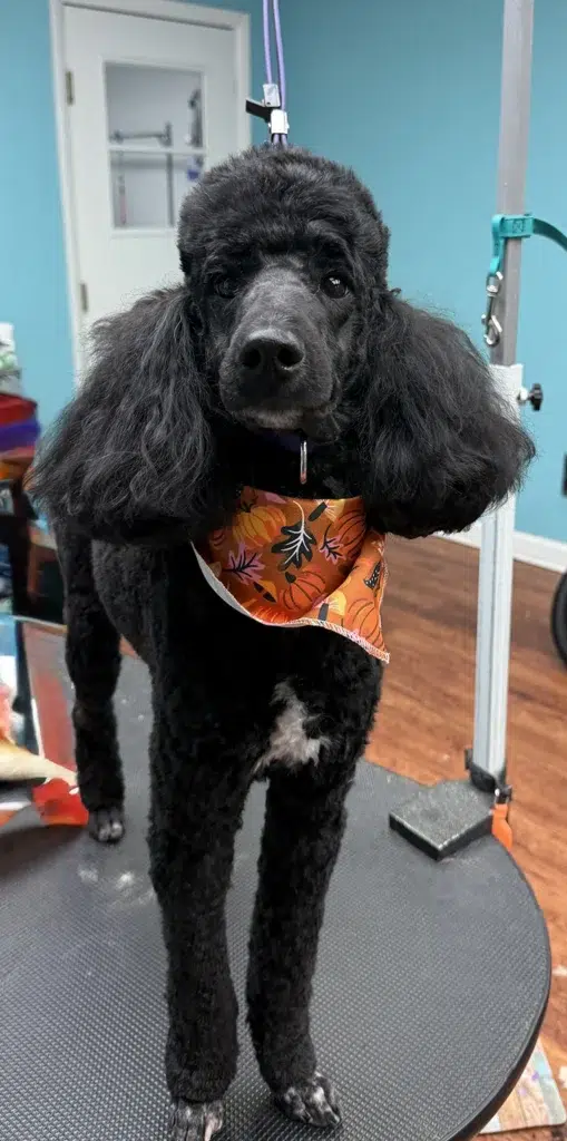 Black Poodle dog groom Chagrin Falls