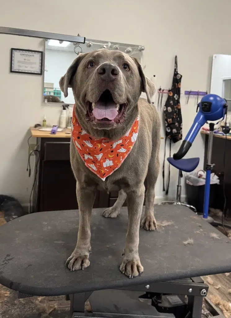 Silver Labrador retriever groom Carmel Indiana