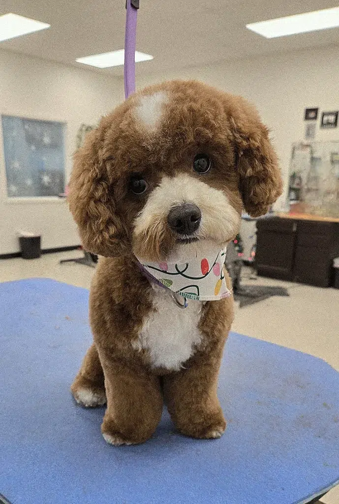 Small fluffy dog tilting head and wearing a bandana
