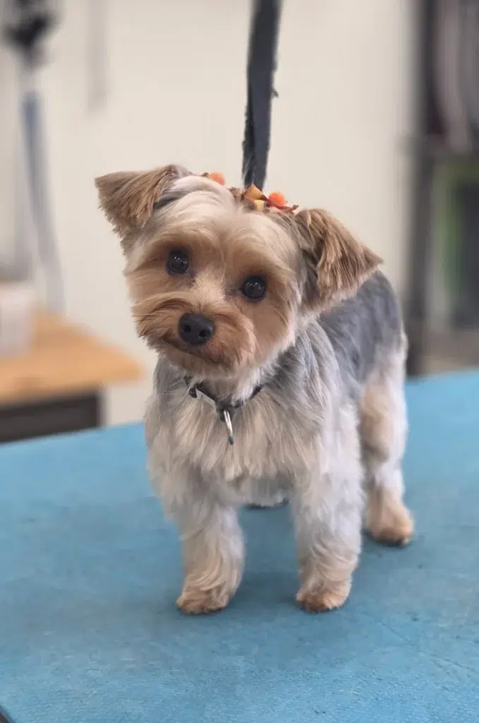 Yorkie dog groom