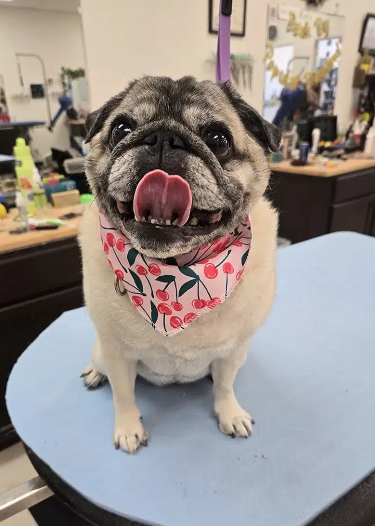 Happy pug in bandana