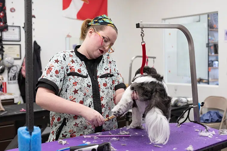 Best Dog Groomers in Crown Point