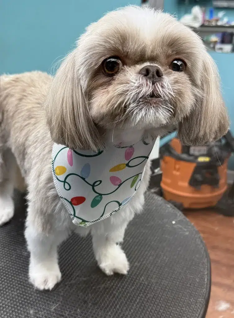 Shih Tzu dog groom Chagrin Falls