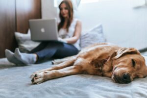 Dog Calm With Owner