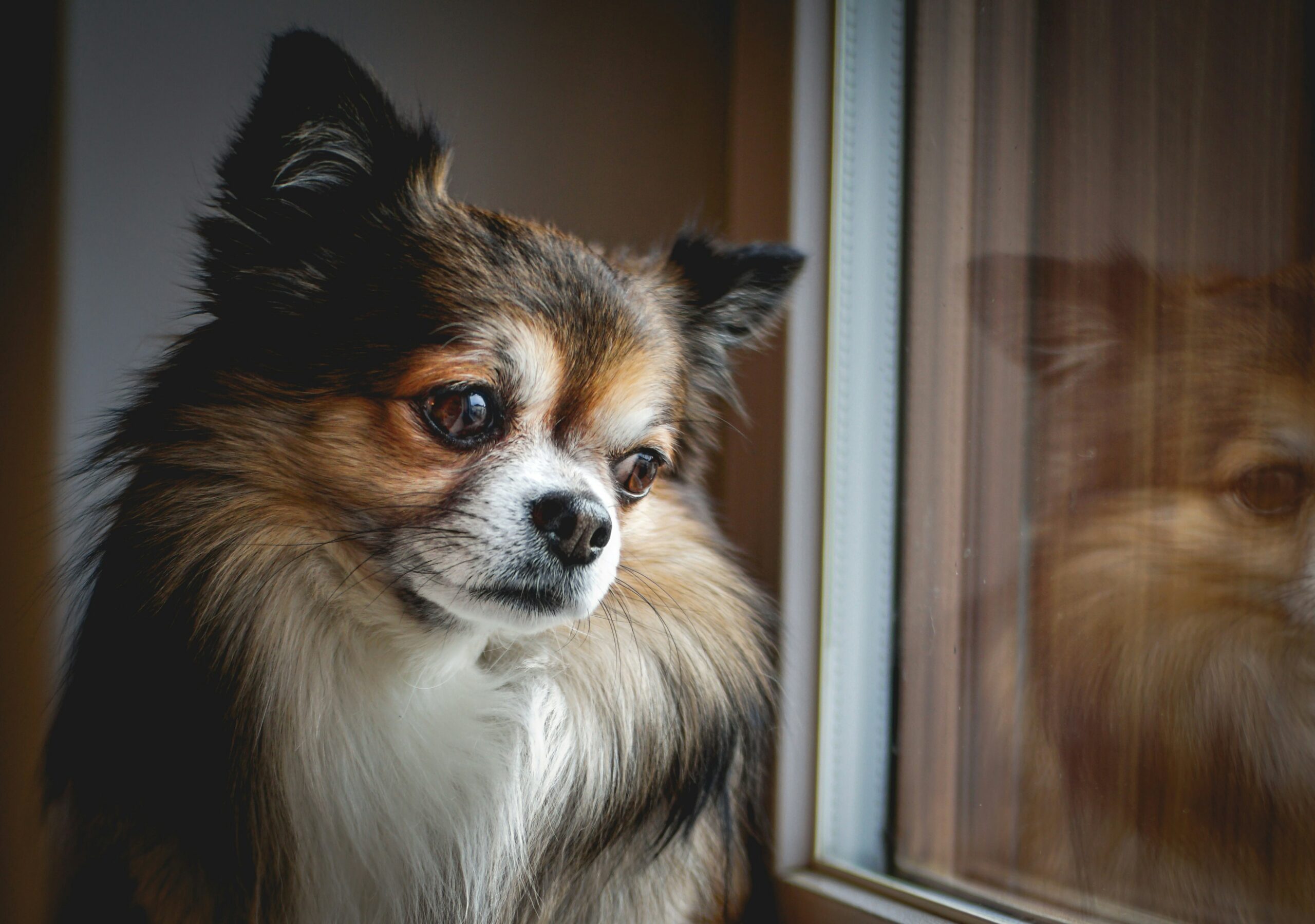 Dog During Storm