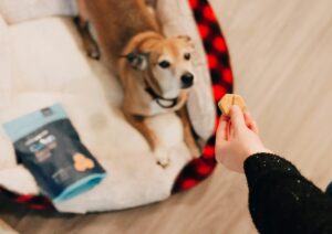 Dog Given Treat During Storm