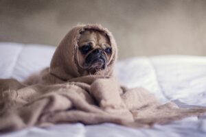 Scared dog during storm