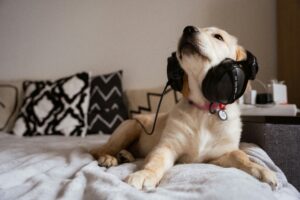Background Noise For Dogs