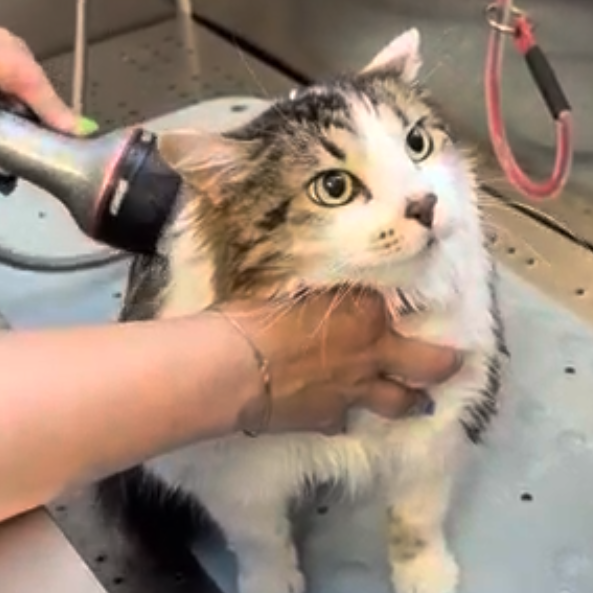 Audri Cat Groom